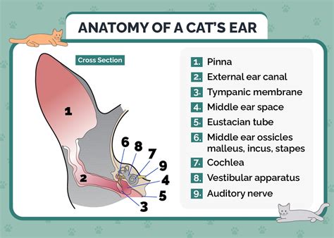 Disorders of the Outer Ear in Cats .
